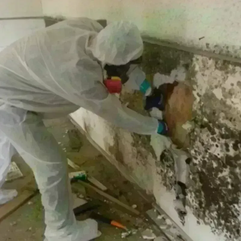 Mold Remediation and Removal in Spring City, PA